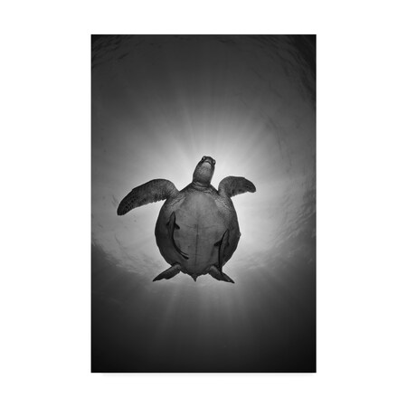 Trademark Fine Art Andrey Narchuk 'Sun Swimmers' Canvas Art, 12x19 1X07488-C1219GG